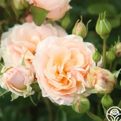 Apricot Abundance™><noscript><img width=