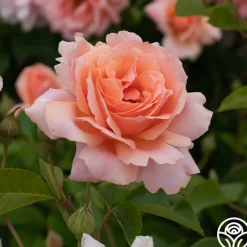 Apricot Candy™>Heirloom Roses New