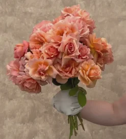 Apricot Candy™><noscript><img width=