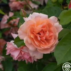 Apricot Candy™><noscript><img width=