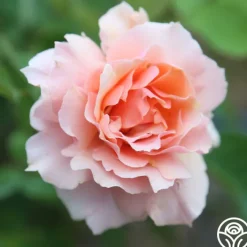 Apricot Candy™><noscript><img width=