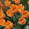 Apricot Foxx>Heirloom Roses