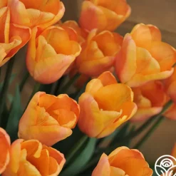 Apricot Foxx>Heirloom Roses