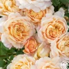 Apricot Impressionist™>Heirloom Roses Best