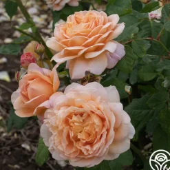 Apricot Impressionist™>Heirloom Roses Best