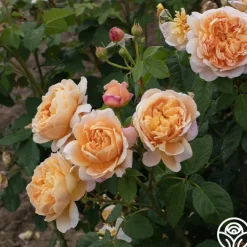 Apricot Impressionist™><noscript><img width=