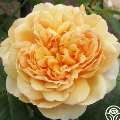 Apricot Impressionist™><noscript><img width=