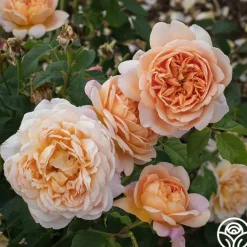 Apricot Impressionist™><noscript><img width=