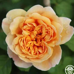 Apricot Impressionist™><noscript><img width=