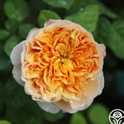 Apricot Impressionist™><noscript><img width=