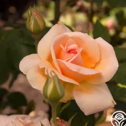 Apricot Nectar™><noscript><img width=