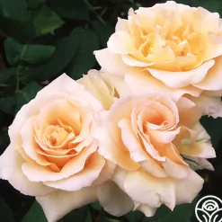 Apricot Nectar™><noscript><img width=
