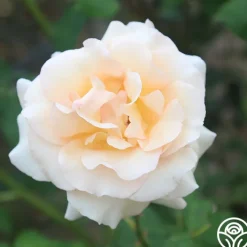 Apricot Nectar™><noscript><img width=