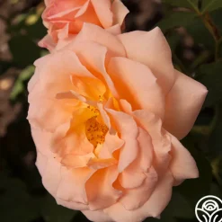 Apricot Nectar™><noscript><img width=