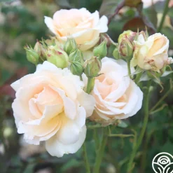 Apricot Nectar™><noscript><img width=