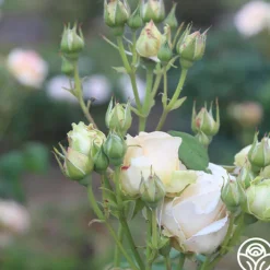 Apricot Nectar™><noscript><img width=