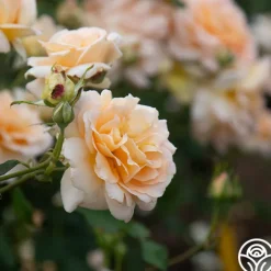 Apricot Nectar™><noscript><img width=
