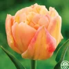 Apricot Symbiose>Heirloom Roses Clearance