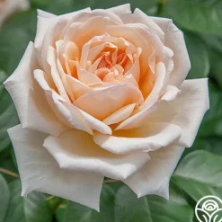 Apricots n' Cream™><noscript><img width=