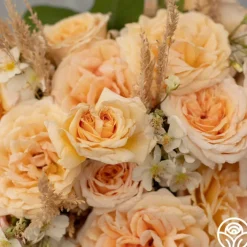 Apricots n' Cream™><noscript><img width=
