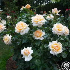 Apricots n' Cream™><noscript><img width=
