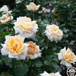 Apricots n' Cream™><noscript><img width=