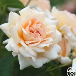 Apricots n' Cream™><noscript><img width=