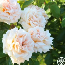 Apricots n' Cream™><noscript><img width=