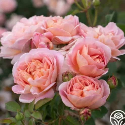 April Love™>Heirloom Roses Online