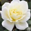 April Moon>Heirloom Roses Discount