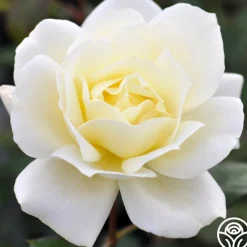 April Moon>Heirloom Roses Discount