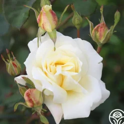 April Moon>Heirloom Roses Discount