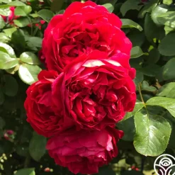 Arborose® Florentina>Heirloom Roses Clearance