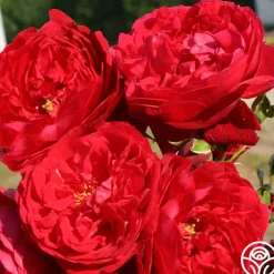 Arborose® Florentina><noscript><img width=