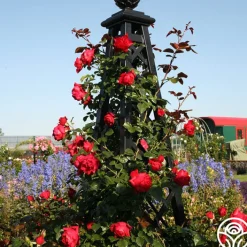 Arborose® Florentina><noscript><img width=