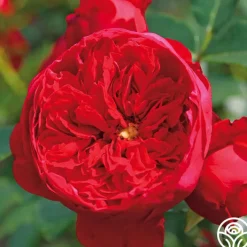 Arborose® Florentina><noscript><img width=