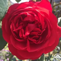 Arborose® Florentina><noscript><img width=