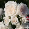 Arborose® Honeymoon>Heirloom Roses New
