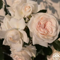 Arborose® Honeymoon><noscript><img width=