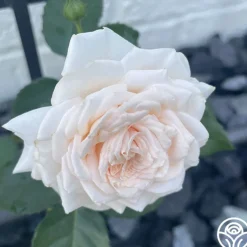 Arborose® Honeymoon><noscript><img width=