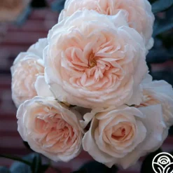 Arborose® Honeymoon><noscript><img width=