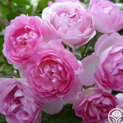 Arborose® Jasmina>Heirloom Roses Online