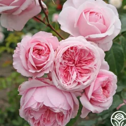 Arborose® Kiss Me Kate>Heirloom Roses Outlet