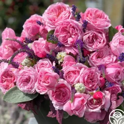 Arborose® Kiss Me Kate><noscript><img width=