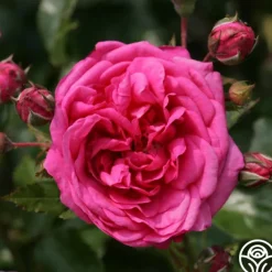 Arborose® Laguna>Heirloom Roses Hot