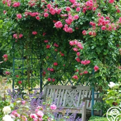 Arborose® Laguna><noscript><img width=