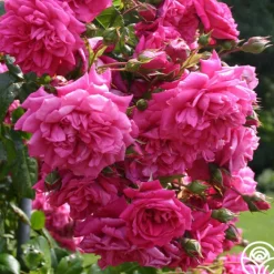 Arborose® Laguna><noscript><img width=