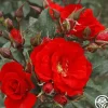 Arborose® Orange Flare™>Heirloom Roses Discount