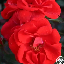 Arborose® Orange Flare™>Heirloom Roses Discount