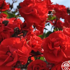 Arborose® Orange Flare™><noscript><img width=